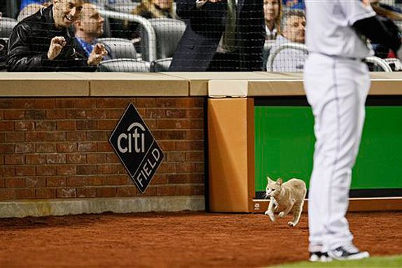 Photograph of cat running across the field by Mary Altaffer/AP
